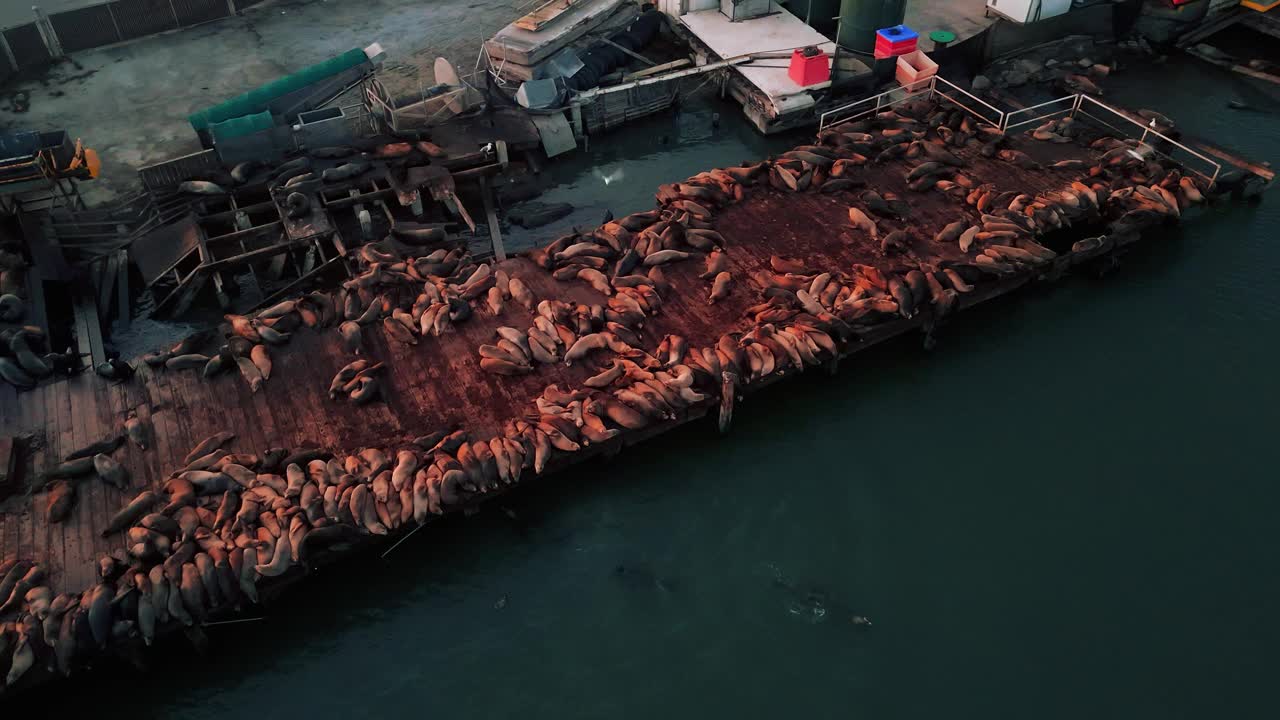 莫斯登陆码头海港海豹和海狮在水中游泳，躺在渔船和船只的码头在蒙特利湾港口，加州，从鸟的角度看。太平洋海岸观鲸。空中无人机4K超高清。视频素材