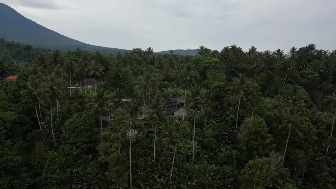 印度尼西亚巴厘岛阿贡火山附近的椰子树。天线。视频素材