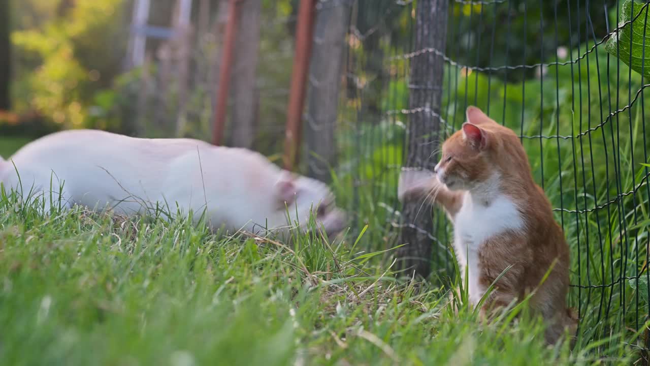 猫狗游戏视频下载