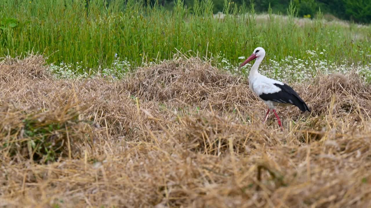 欧洲白鹳在夏天的绿草地上寻找青蛙。视频下载