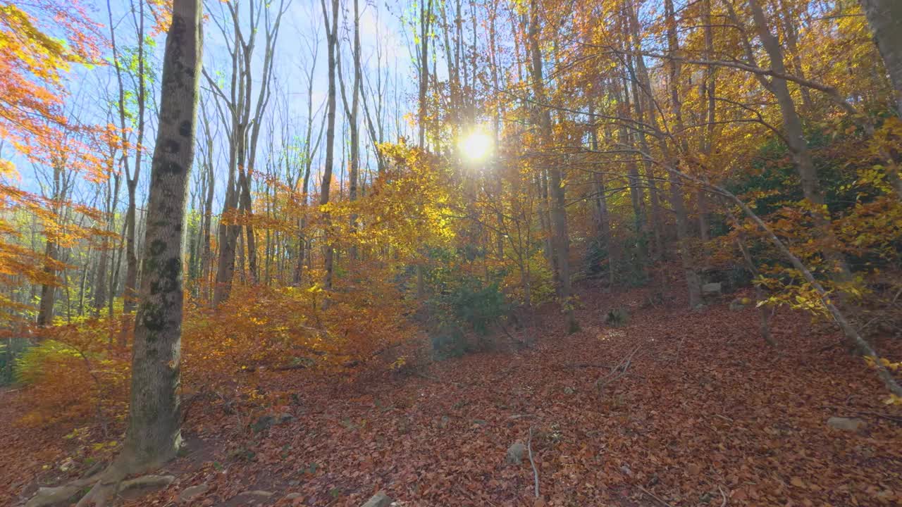 五彩缤纷的秋天，在山林里，赭色，红色，橙色和黄色的枯叶，美丽的形象，自然没有人视频素材