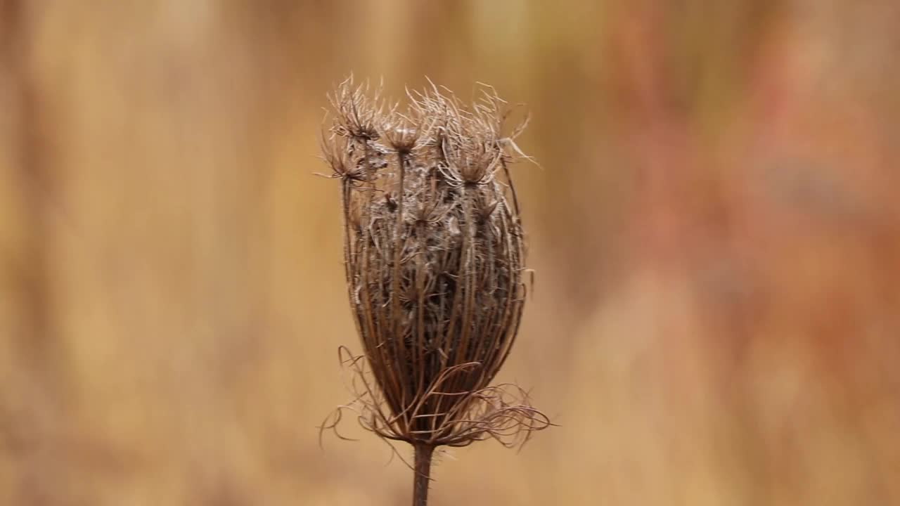 野地里的枯草在秋风中挨近视频素材