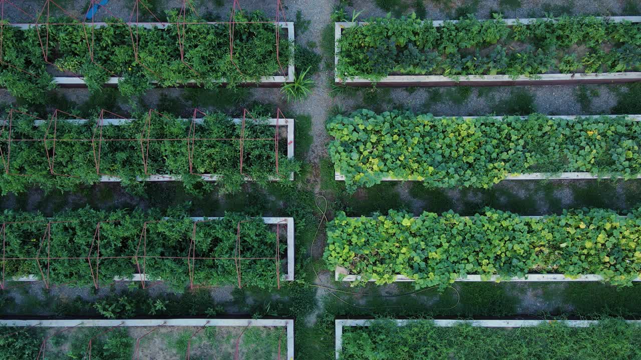 种植园里装着植物的盒子。从无人机上看视频下载