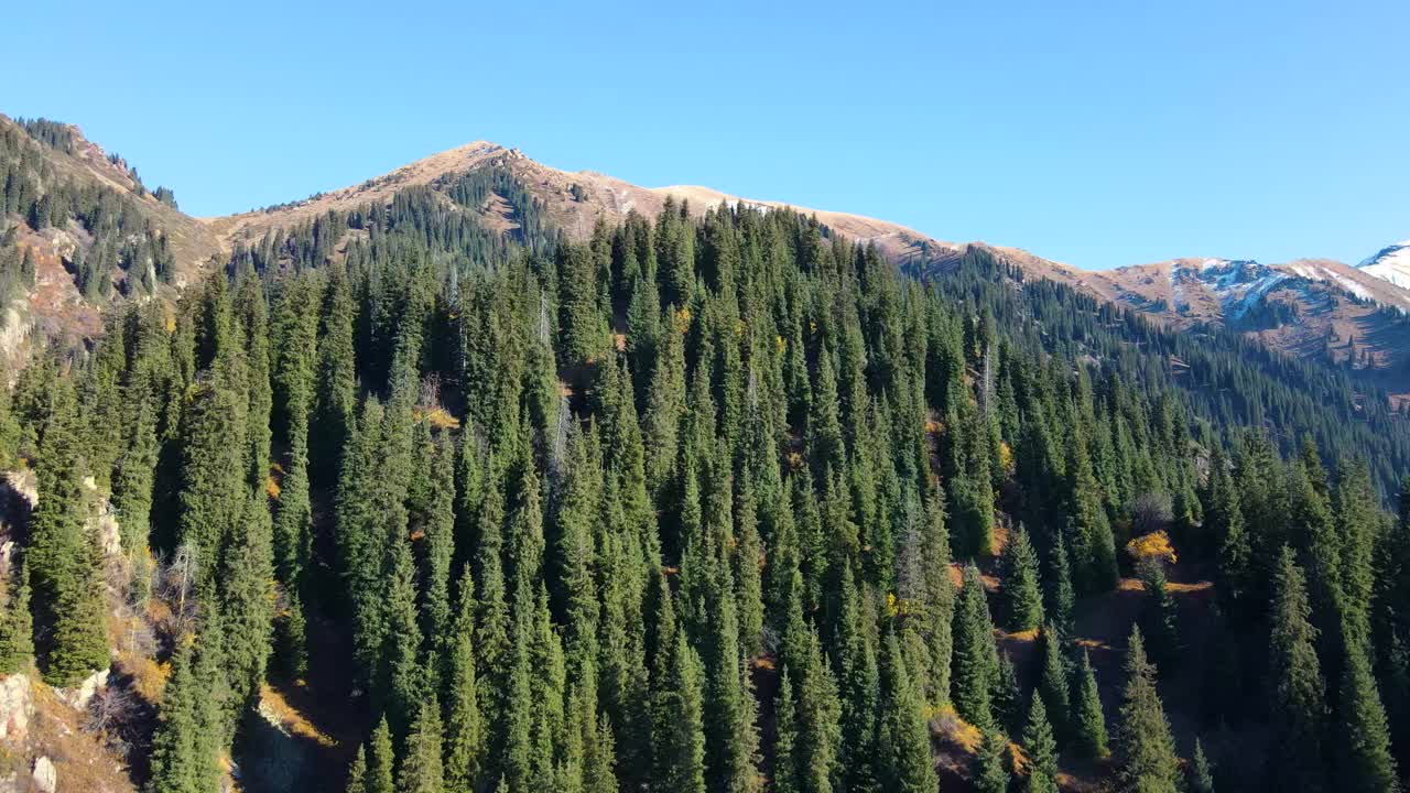 飞过山间的冷杉树梢视频下载