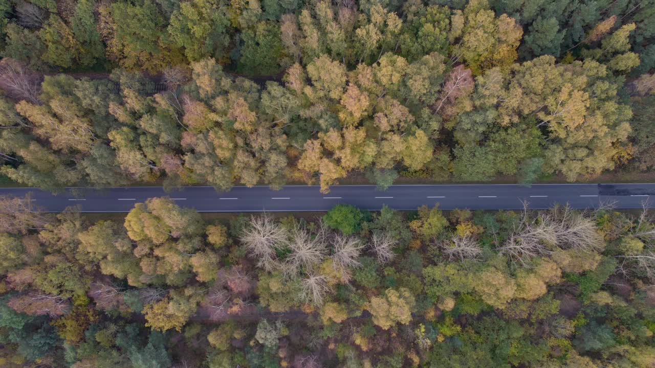 道路穿过秋天的森林，无人机俯瞰向下平移视频素材