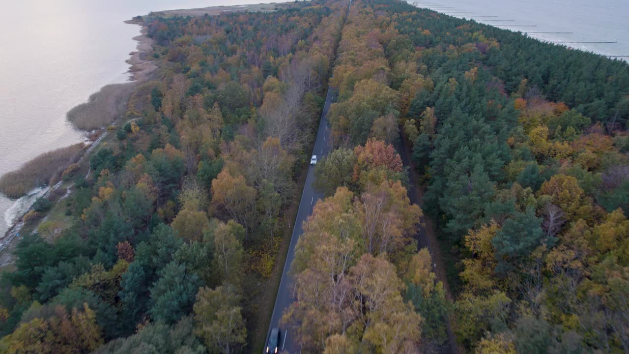 快速无人机飞行沿着笔直的道路穿过翠绿的秋林视频素材