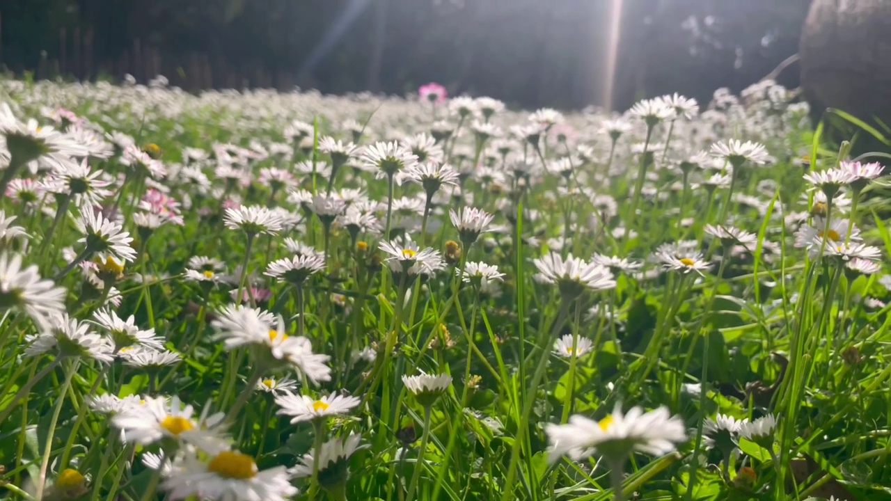 白色的雏菊花在夕阳下的田野草地上。田野里洁白的雏菊在风中摇曳近处。澳大利亚维多利亚州国家公园。东方沃德视频下载