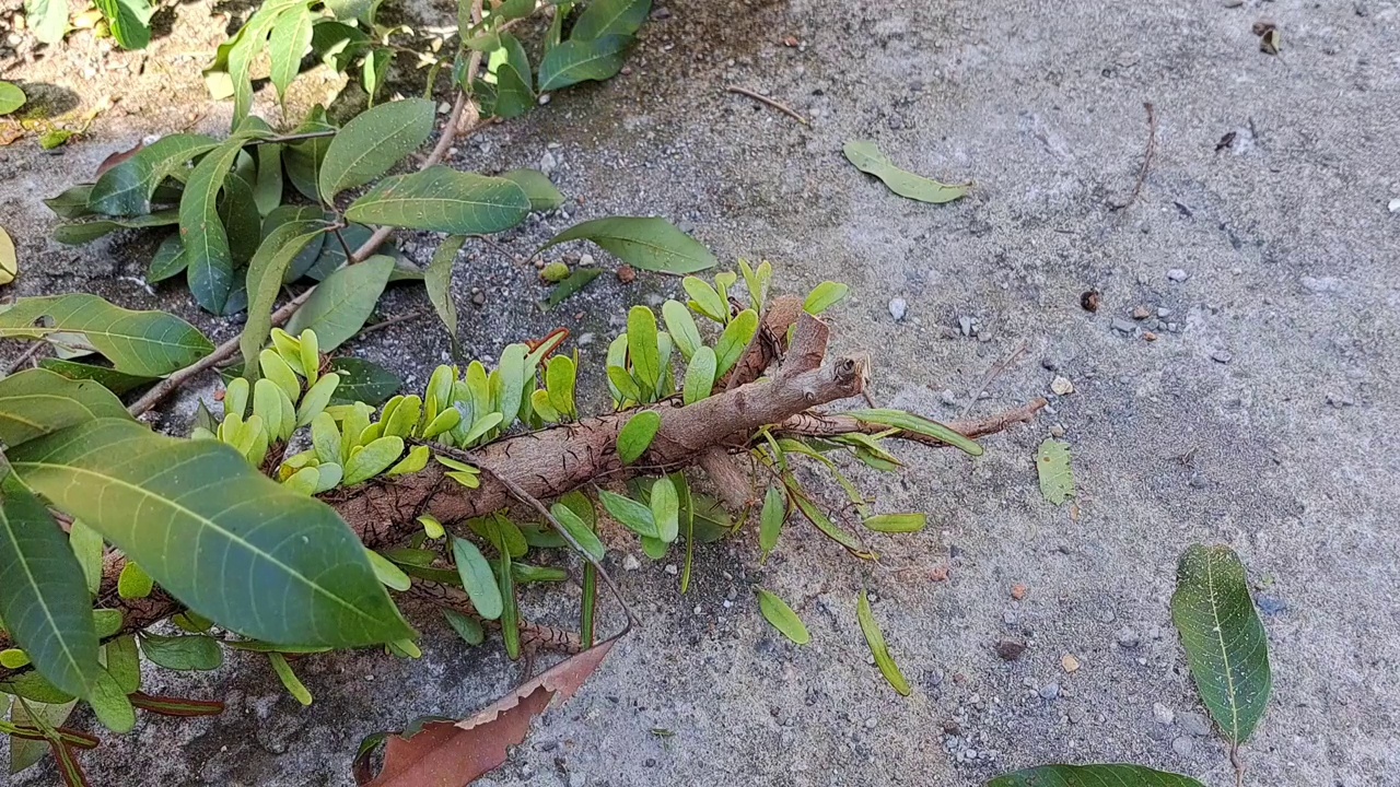 一名男子正在用木屑机切割原木，非常适合作为家庭和环保工具的宣传媒体视频下载