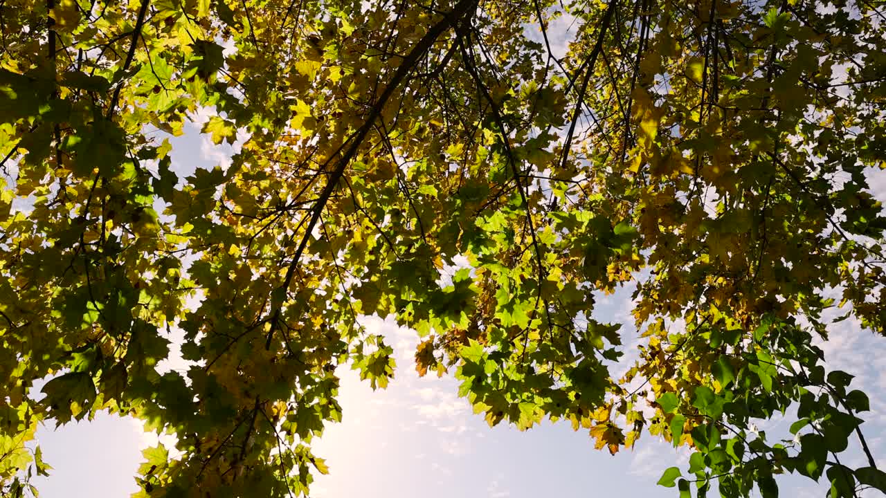 枫叶在秋天落叶之前的季节视频素材