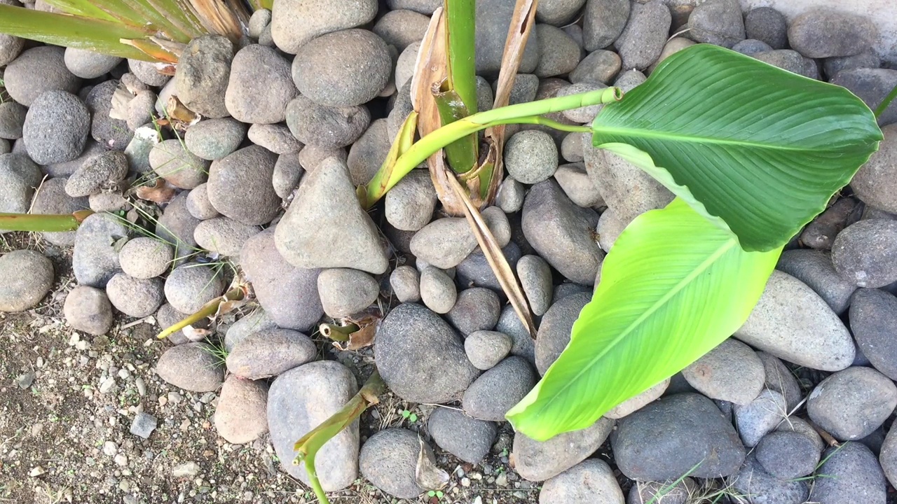 一棵在岩石上随风移动的小calathea树，非常适合用于家庭和环境宣传媒体视频素材