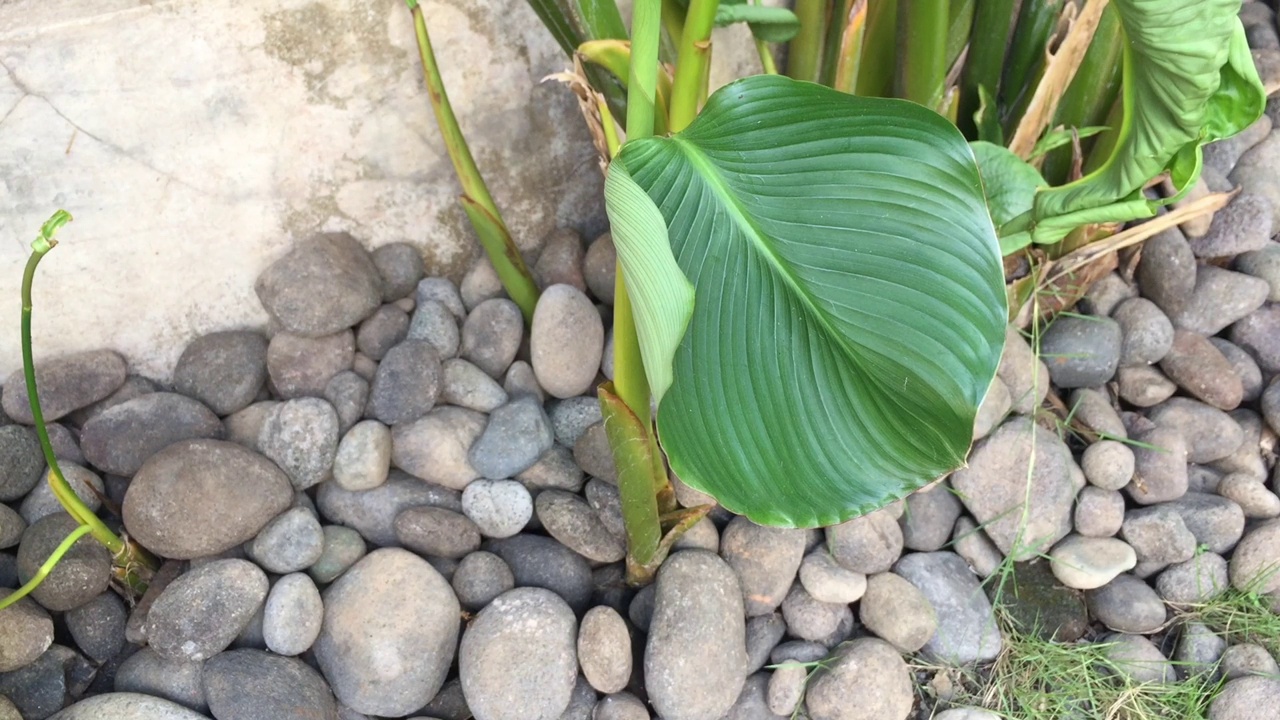 一棵在风中、在岩石上移动的小calathea树，非常适合作为家庭和植物宣传媒介视频素材