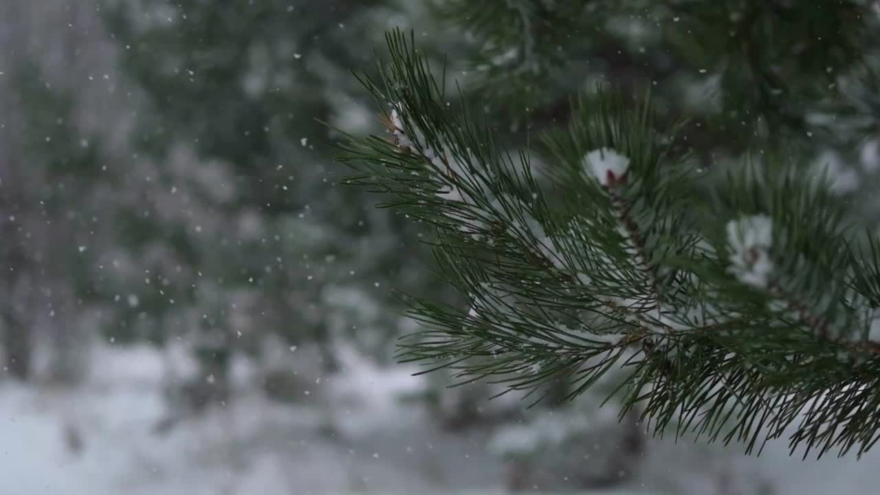 圣诞自然背景与美丽的绿色松枝和降雪。常青树和空气中的许多雪颗粒。冬季森林景观。副本的空间。超级慢动作视频片段视频素材