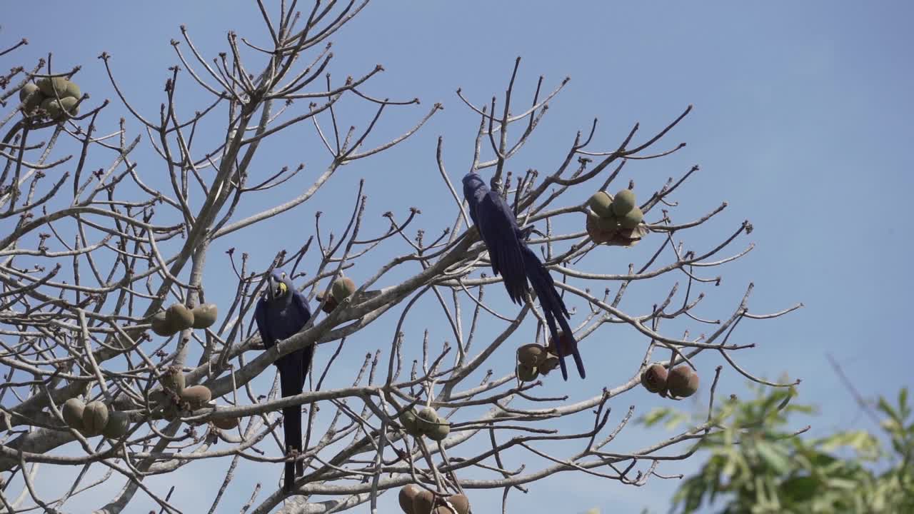 美丽的蓝色风信子鹦鹉Anodorhynchus hyacinthinus，沿着通往巴西Jofre港的trantaneira路线，爬过地球上最大的沼泽地区Pantanal的树木。视频素材