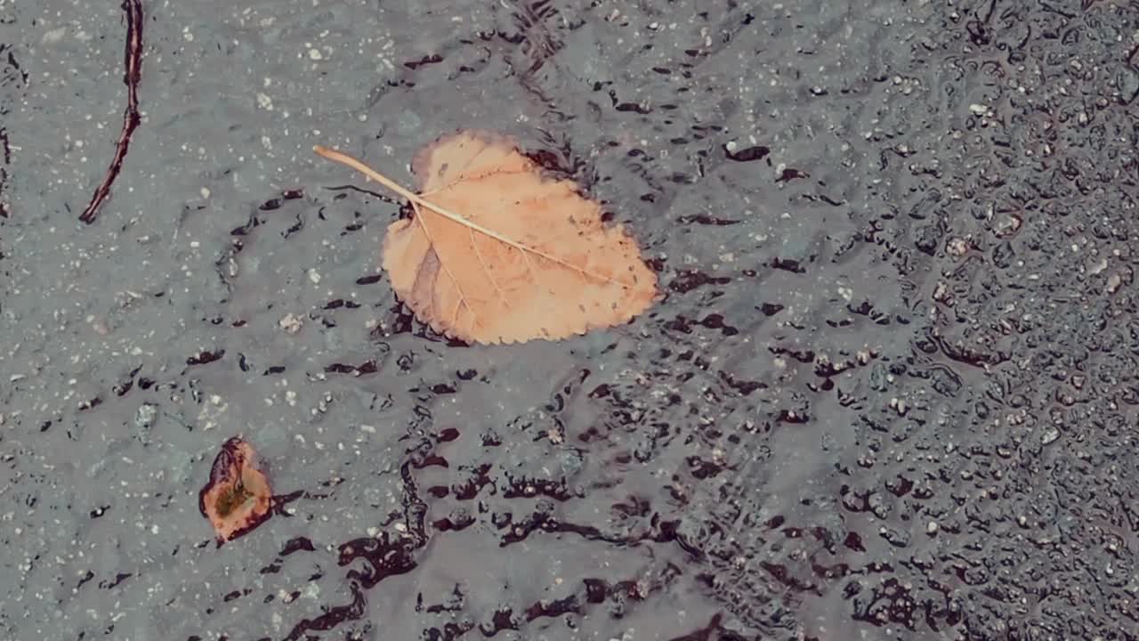 树叶下的雨白了流水视频素材