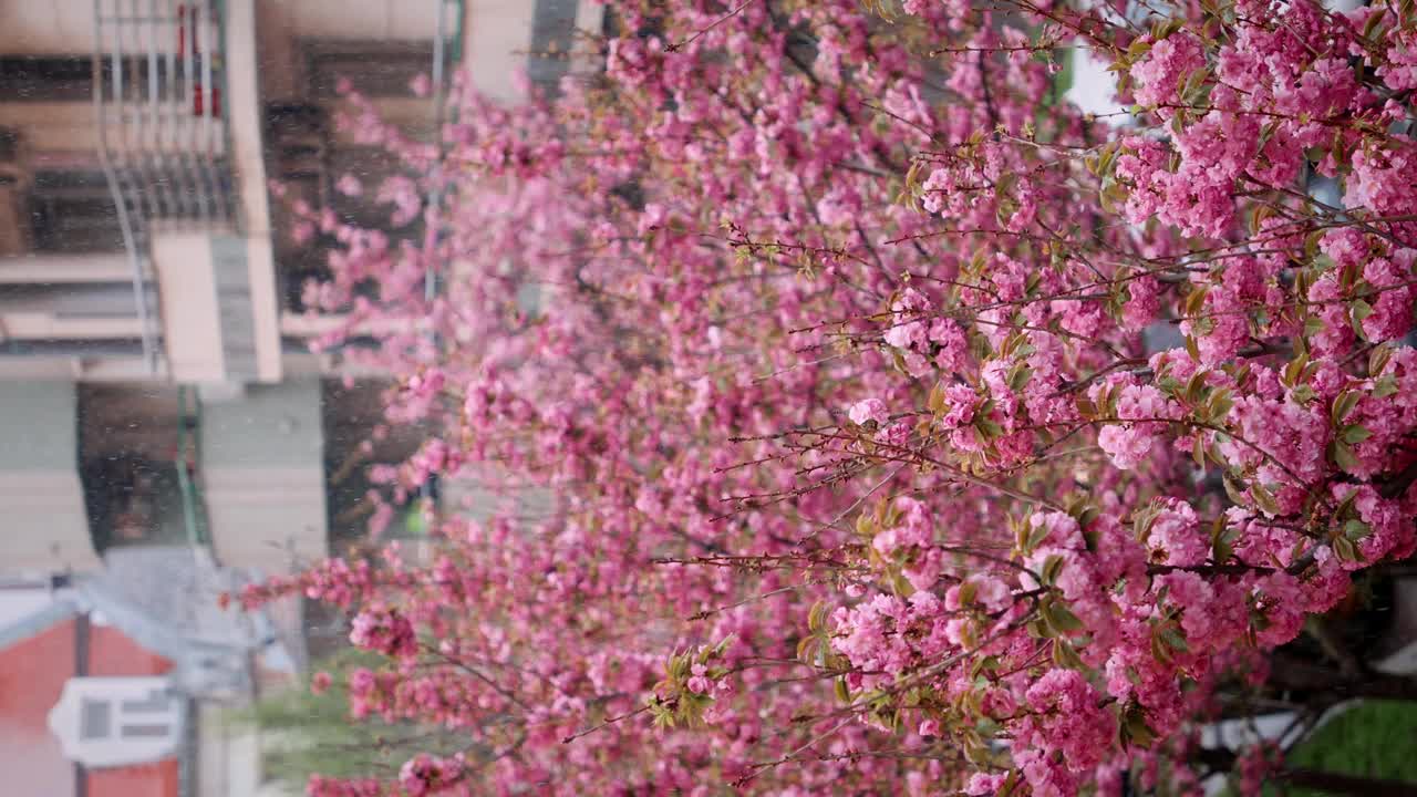 近距离拍摄覆盖雪的樱花树。美丽的樱花。花见春天的季节。垂直方向。慢镜头，三角架镜头视频素材