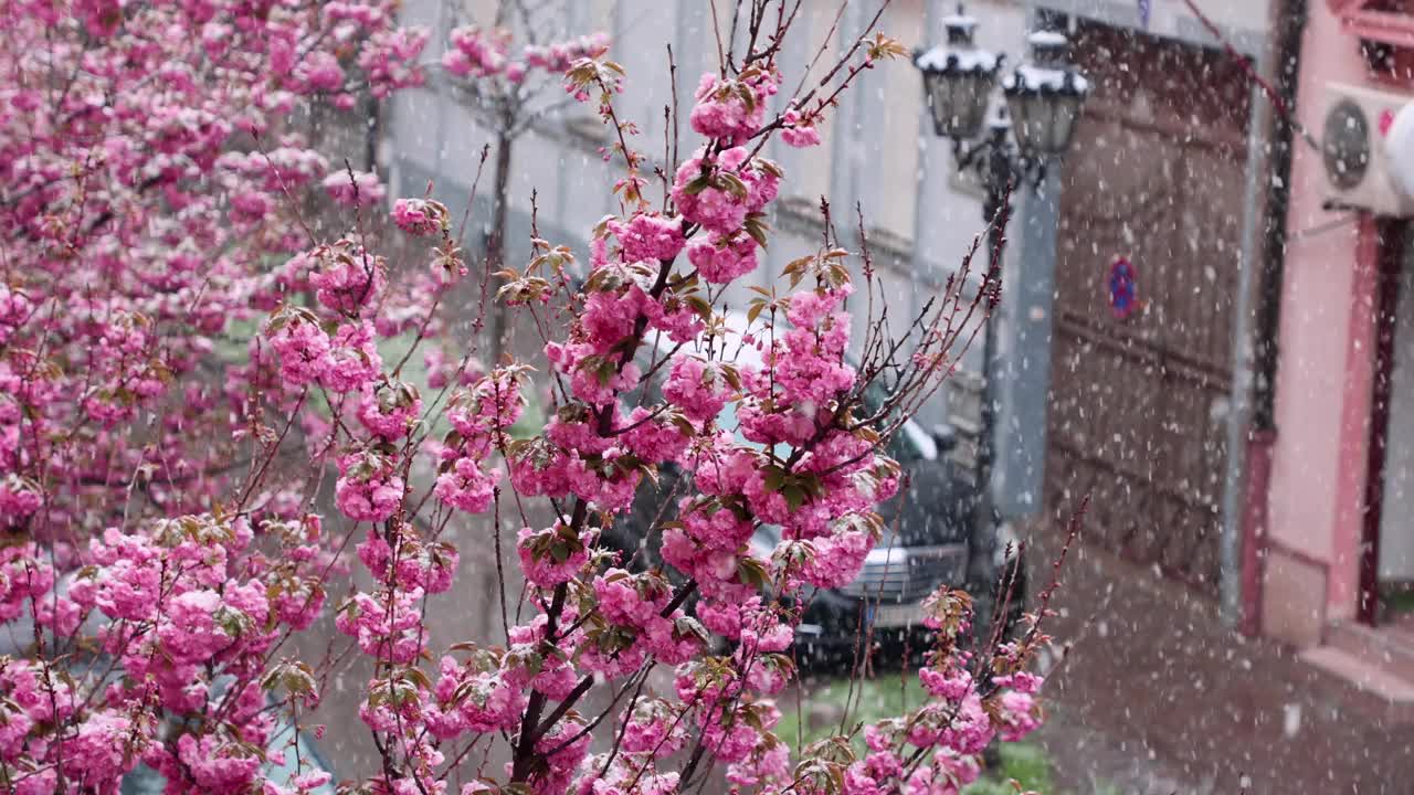 花见春天的季节。近距离拍摄覆盖雪的樱花树。下雪的天气。美丽的樱花。慢动作视频素材