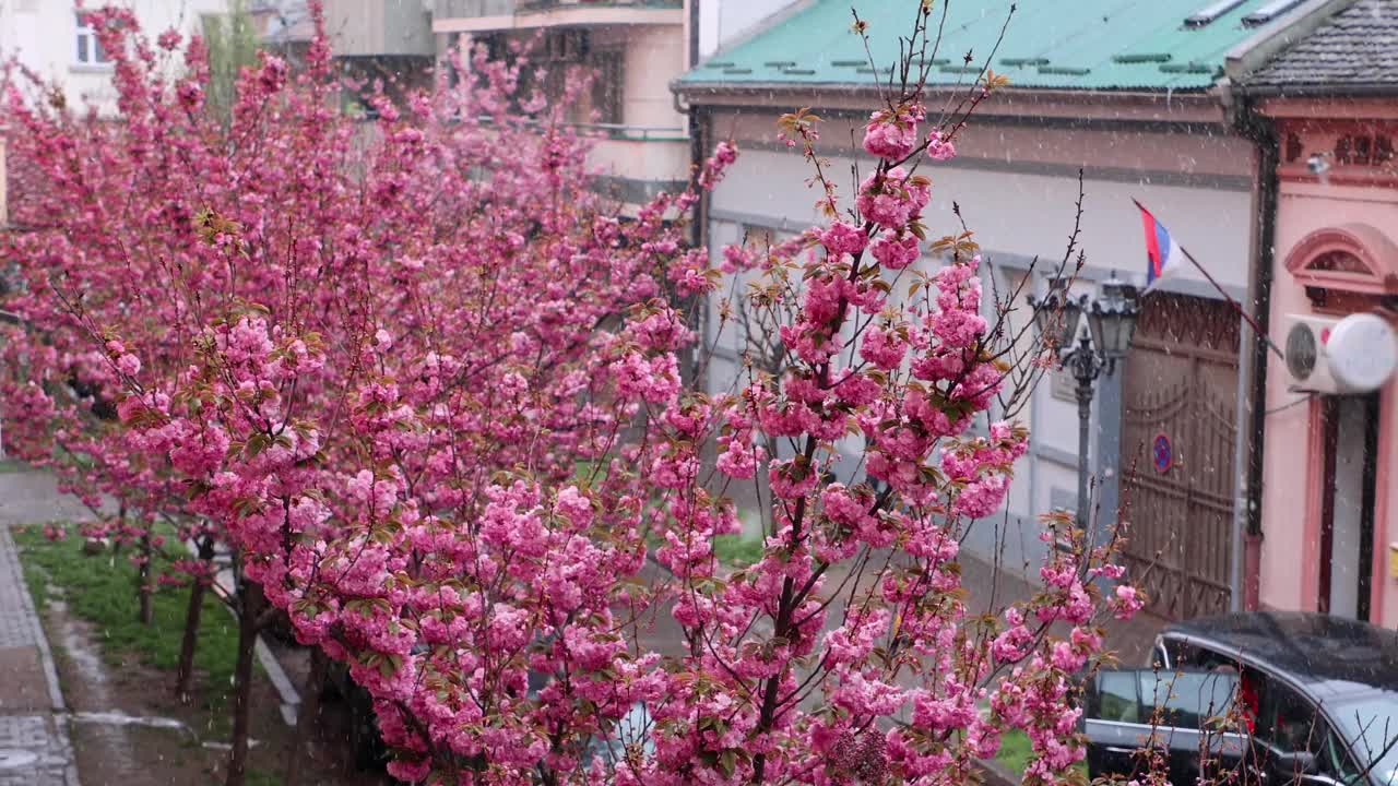 街道上樱花盛开，白雪覆盖。下雪的天气。美丽的粉红色樱花。花见春天的季节。慢动作视频素材