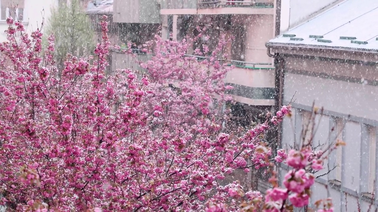 街道上樱花盛开，白雪覆盖。下雪的天气。美丽的粉红色樱花的特写。花见春天的季节。慢动作视频素材