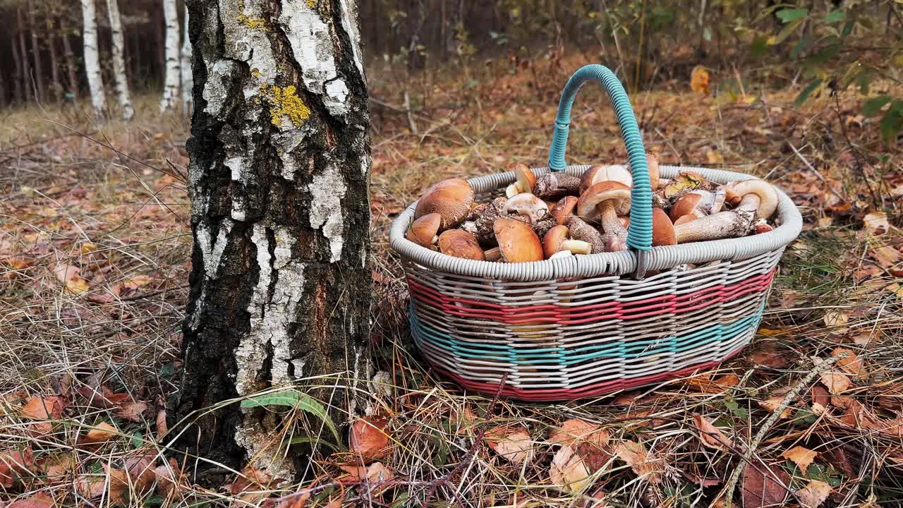 秋林中的一篮食用菌视频下载
