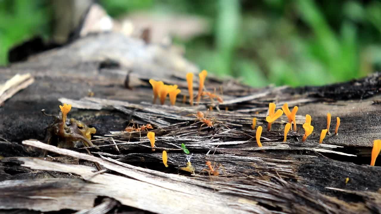 Kerengga，在印度尼西亚称为kerangga或rangrang (Oecophylla)是大型红蚂蚁。
蚂蚁早上在腐烂发霉的木头上觅食的活动视频下载