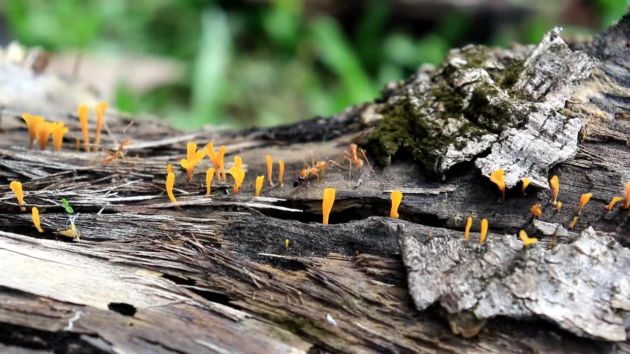 Kerengga，在印度尼西亚称为kerangga或rangrang (Oecophylla)是大型红蚂蚁。
蚂蚁早上在腐烂发霉的木头上觅食的活动视频素材