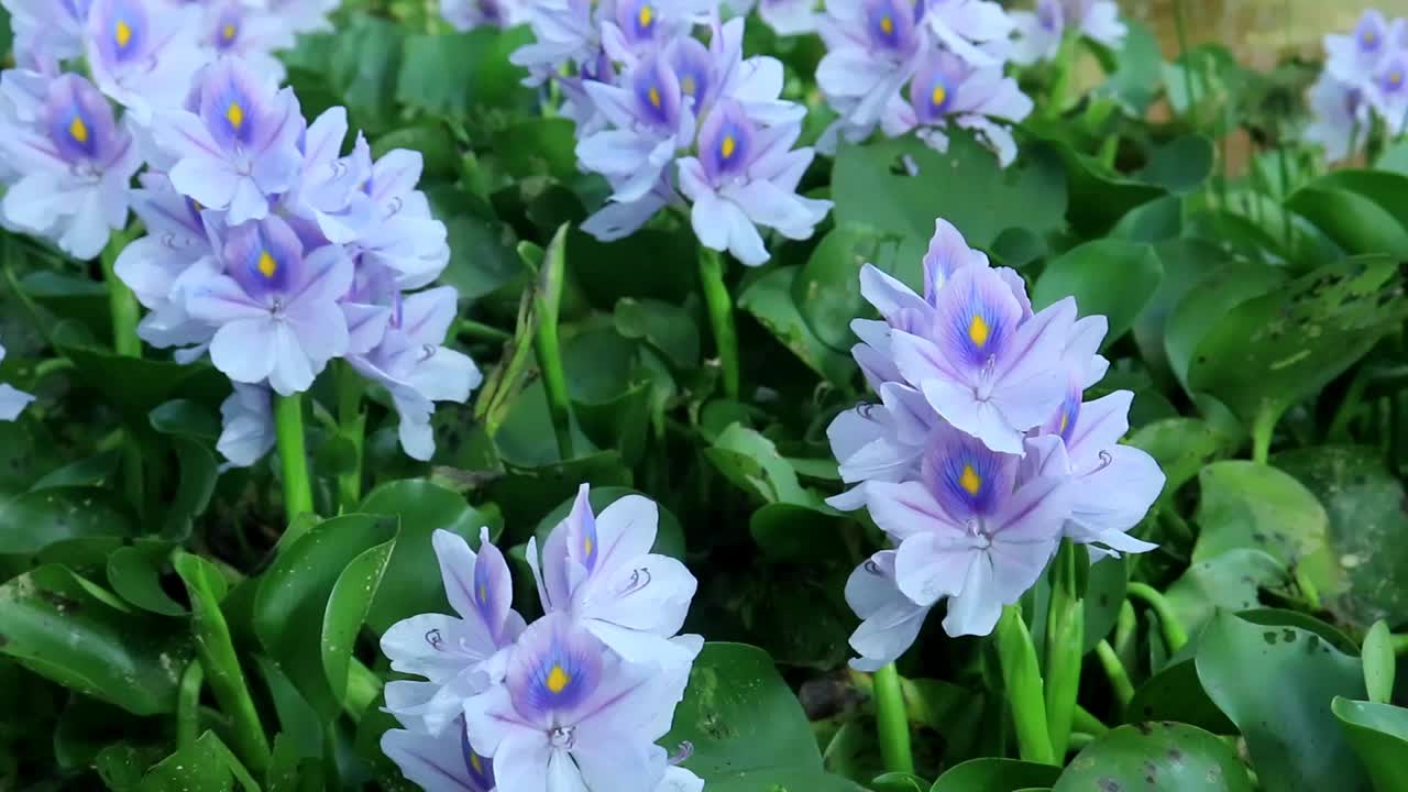 盛开的水葫芦花在池塘为壁纸和背景视频下载