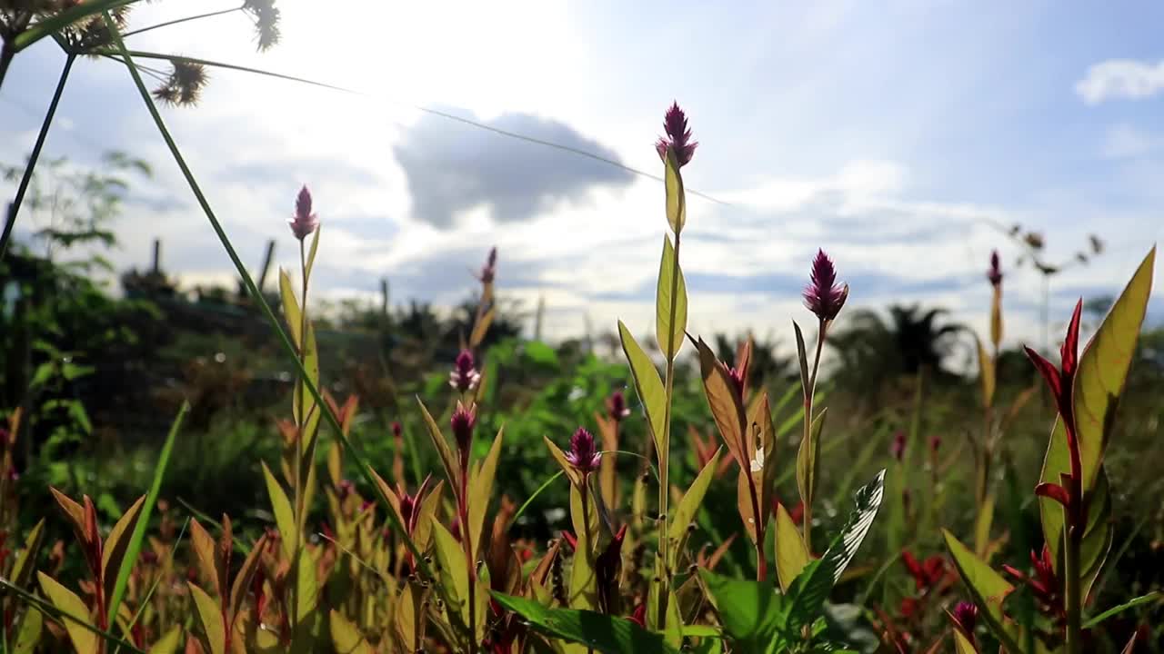 凤仙花(Celosia argenttea)是一种原产于热带地区的草本植物。婆罗洲植物在白天随风摇曳，随着炎热的天气摇摆视频下载