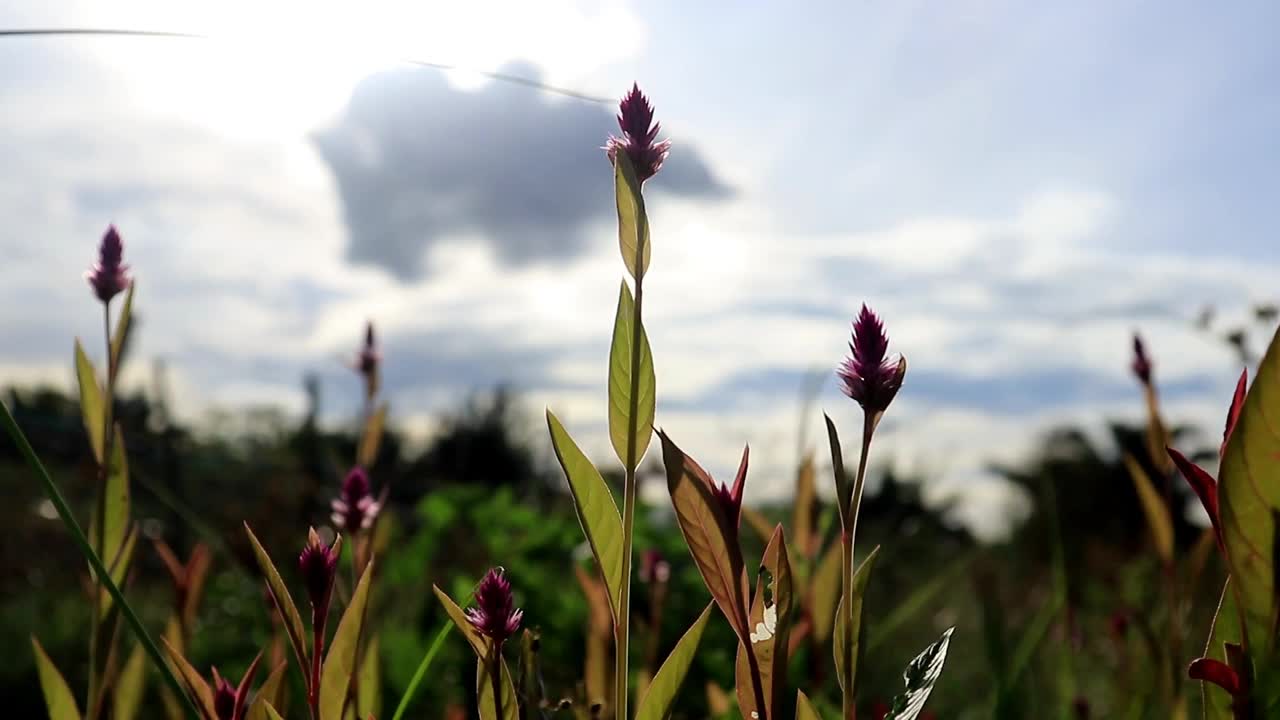 凤仙花(Celosia argenttea)是一种原产于热带地区的草本植物。婆罗洲植物在白天随风摇曳，随着炎热的天气摇摆视频素材