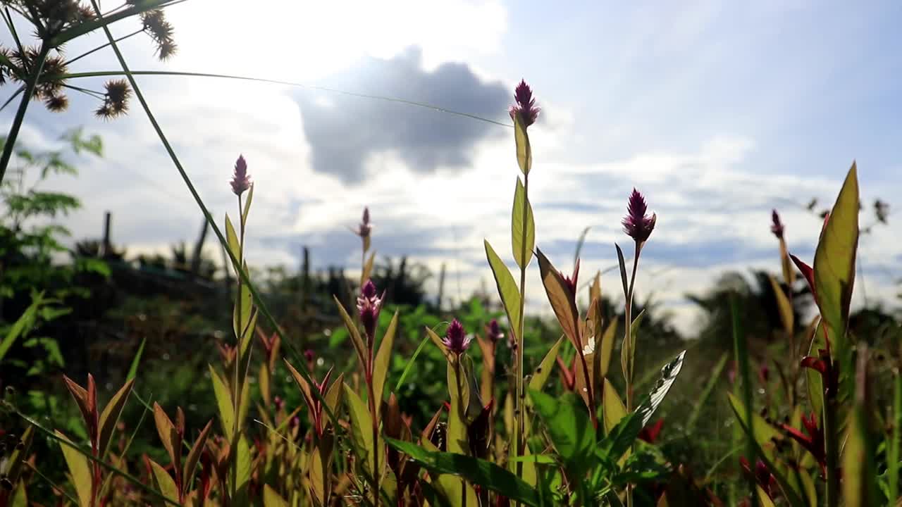 凤仙花(Celosia argenttea)是一种原产于热带地区的草本植物。婆罗洲植物在白天随风摇曳，随着炎热的天气摇摆视频下载