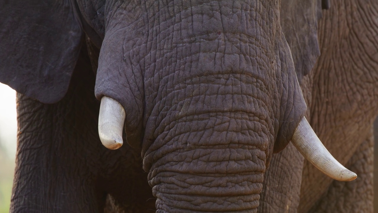 大象用鼻子抓住象牙的镜头视频素材