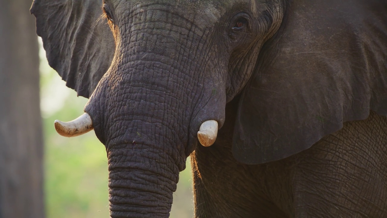 一只美丽的丛林象的长牙、长鼻子和眼睛的特写视频素材