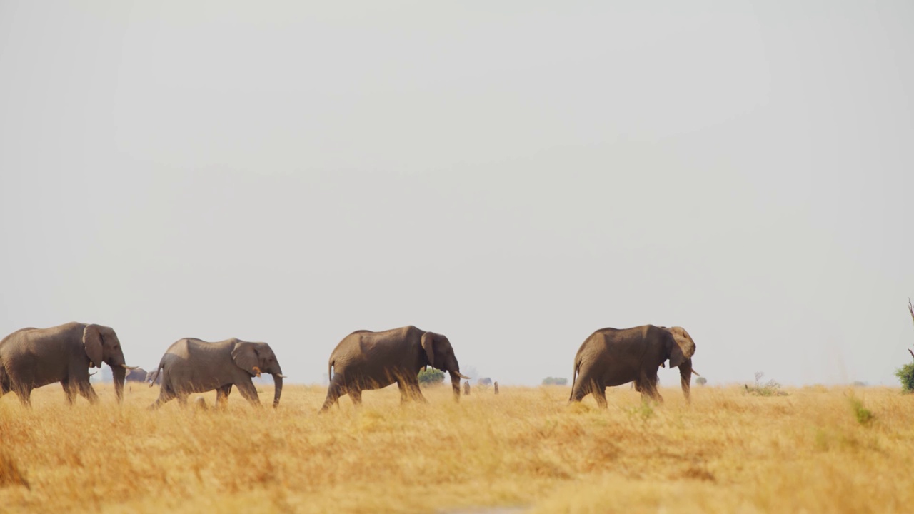 一群非洲丛林象(Loxodonta africana)在萨凡纳互相跟随的慢动作镜头视频素材