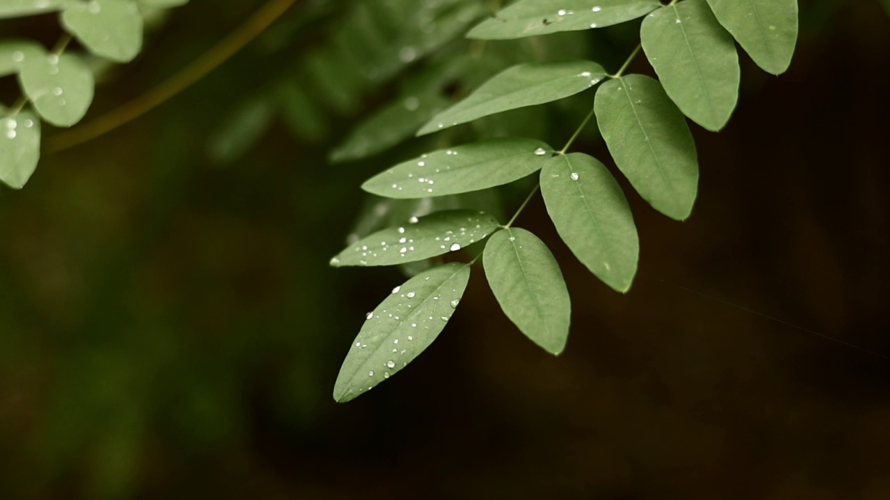 近景:金合欢树的树枝上有鲜绿色的叶子和雨滴。刺槐绿叶上的晨露水珠。洋槐pseudoacacia。自然背景。视频素材