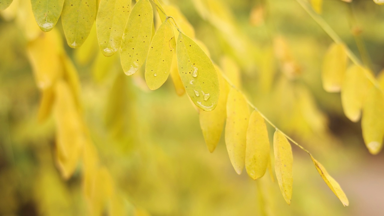 金合欢明亮的黄色叶子和随风飘动的雨滴。槐树枝叶上的晨露水珠。洋槐pseudoacacia。自然秋色背景视频素材