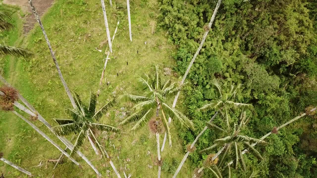 在拉丁美洲哥伦比亚的可可谷，无人机拍摄的蜡棕榈树视频素材