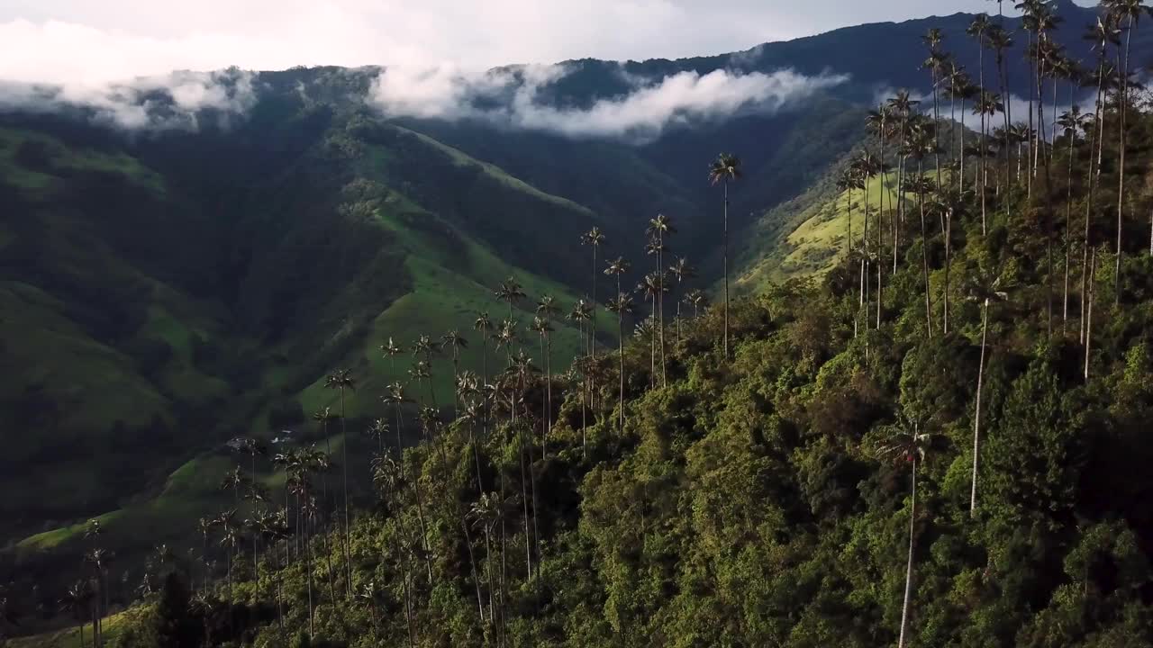 在拉丁美洲哥伦比亚的可可谷，无人机拍摄的蜡棕榈树视频素材