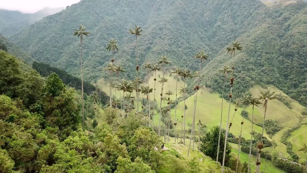 在拉丁美洲哥伦比亚的可可谷，无人机拍摄的蜡棕榈树视频素材