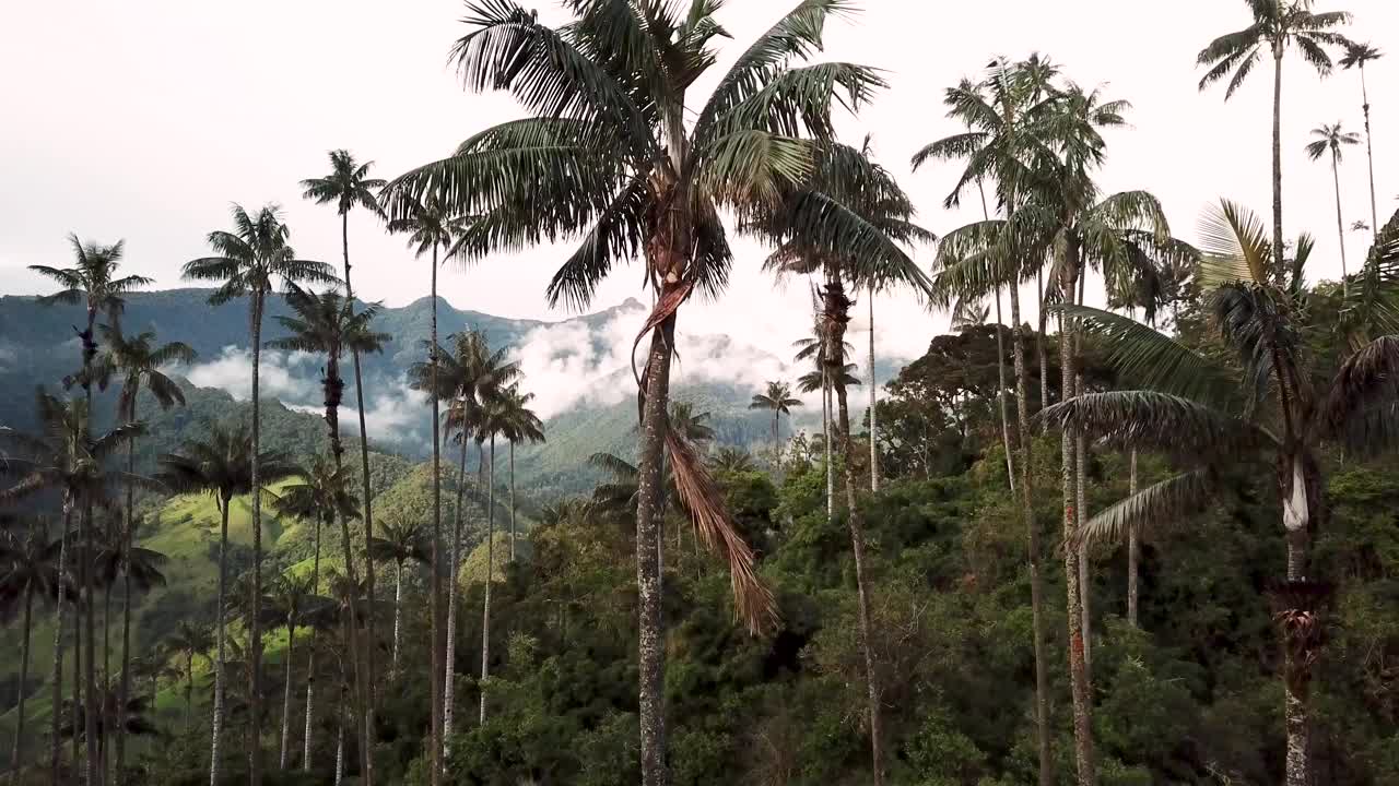 在拉丁美洲哥伦比亚的可可谷，无人机拍摄的蜡棕榈树视频素材