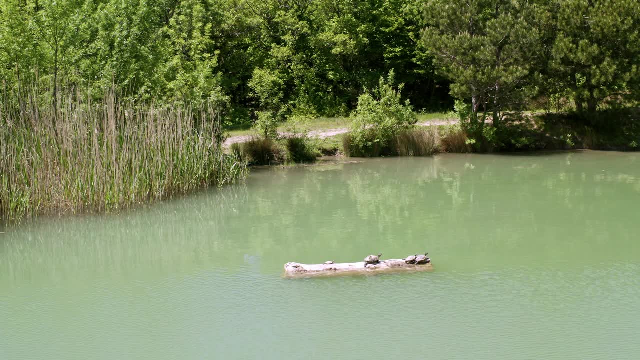 湖中圆木上的一群海龟视频素材