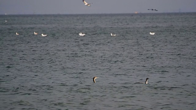 鸬鹚和海鸥视频素材