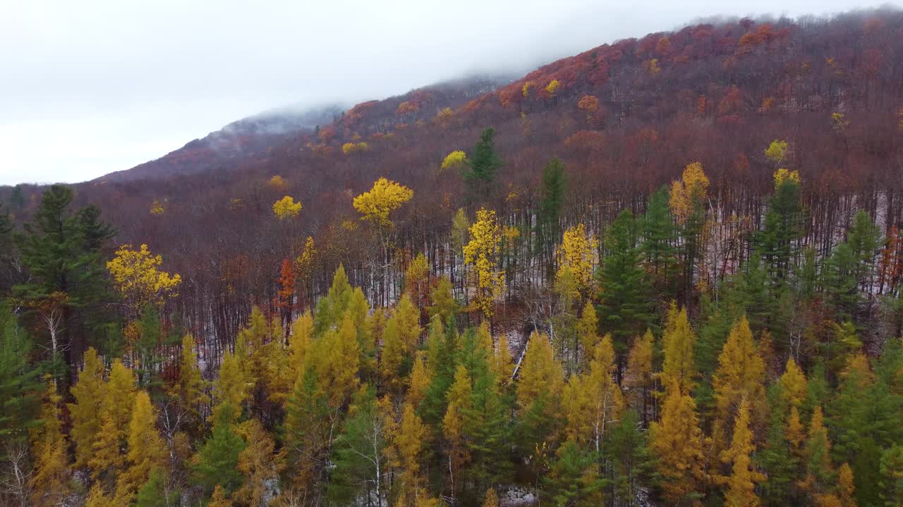 针叶林与落叶林相遇，在美国新罕布什尔州华盛顿山的秋天，地上有雪视频素材