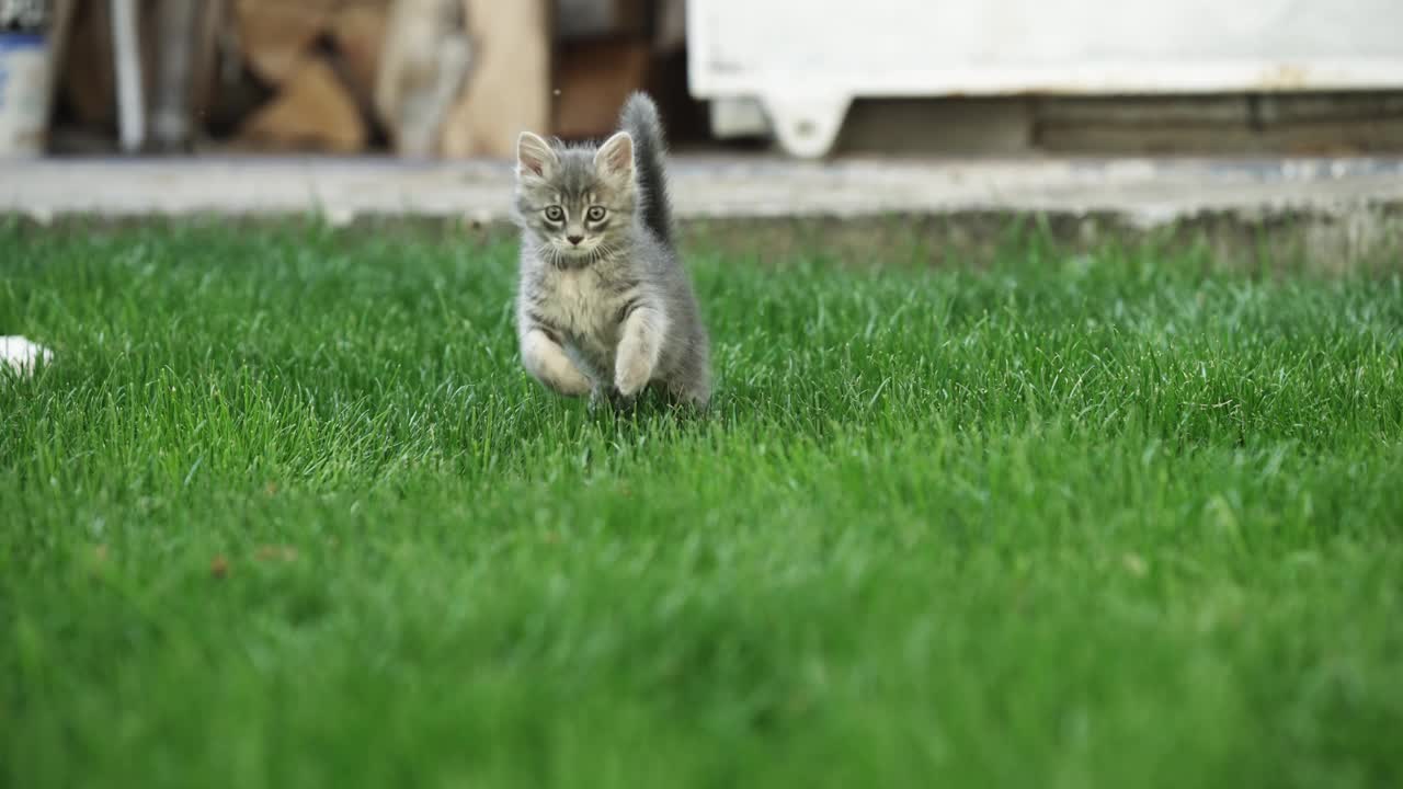 虎斑宠物猫玩得开心，在草地上奔跑，慢动作跟踪选择性聚焦视频素材