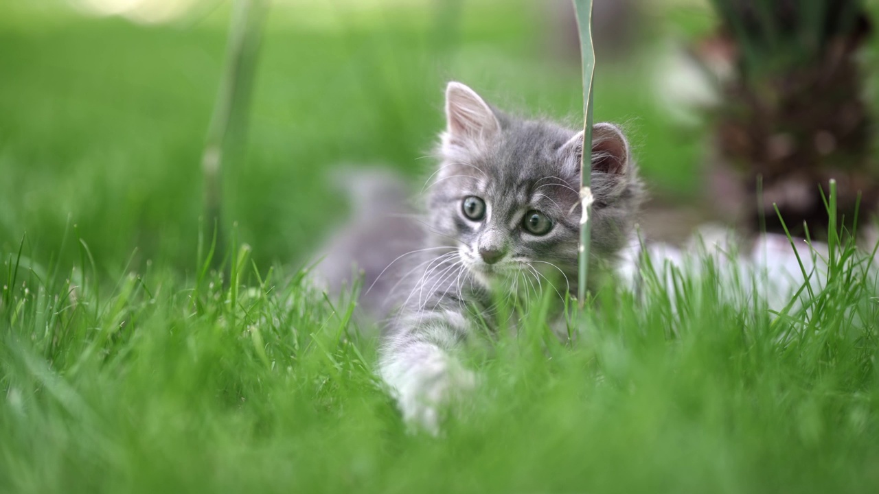 可爱的虎斑猫宝宝在草地上玩耍，慢动作视频素材