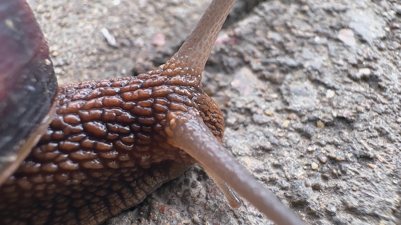 葡萄蜗牛在石头上，在模糊的背景上视频素材