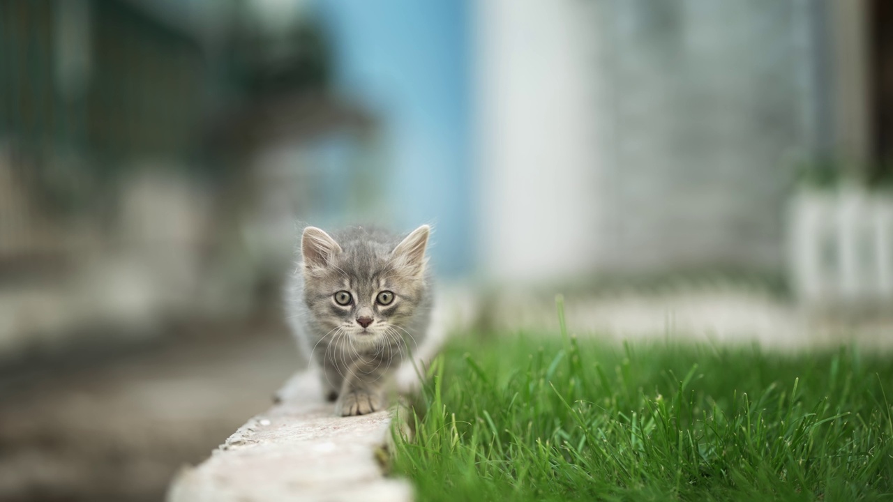 托比猫跟踪猎人慢慢走向镜头，慢动作视频素材