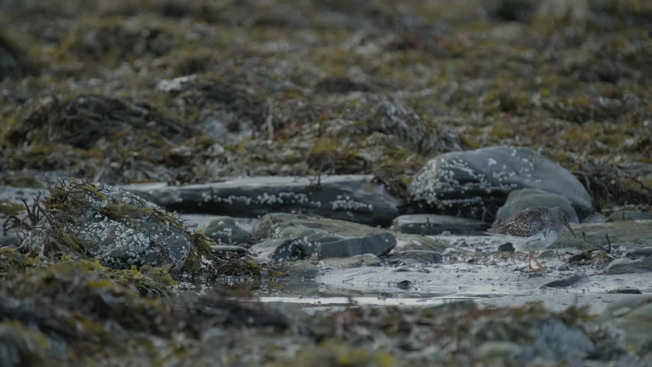 矶鹬鸟在布满海藻的岩石海滩上觅食，融入了自然的海岸线景观。视频素材