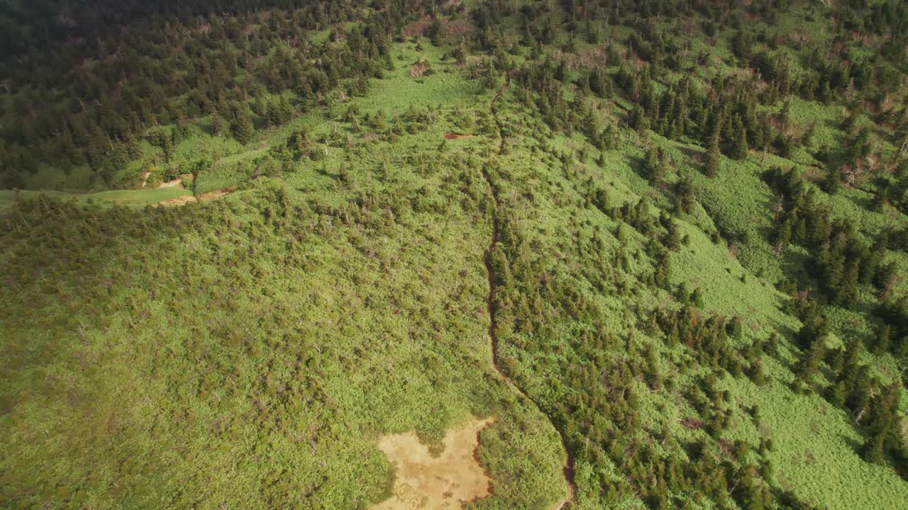 鸟瞰图:在Hakkoda山顶，绿油油的灌木、树叶和松树给徒步旅行带来了清新的感觉视频素材