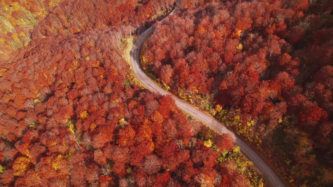 航拍照片:公路旅行穿过山口公路在秋天的红色和橙色的树叶视频素材