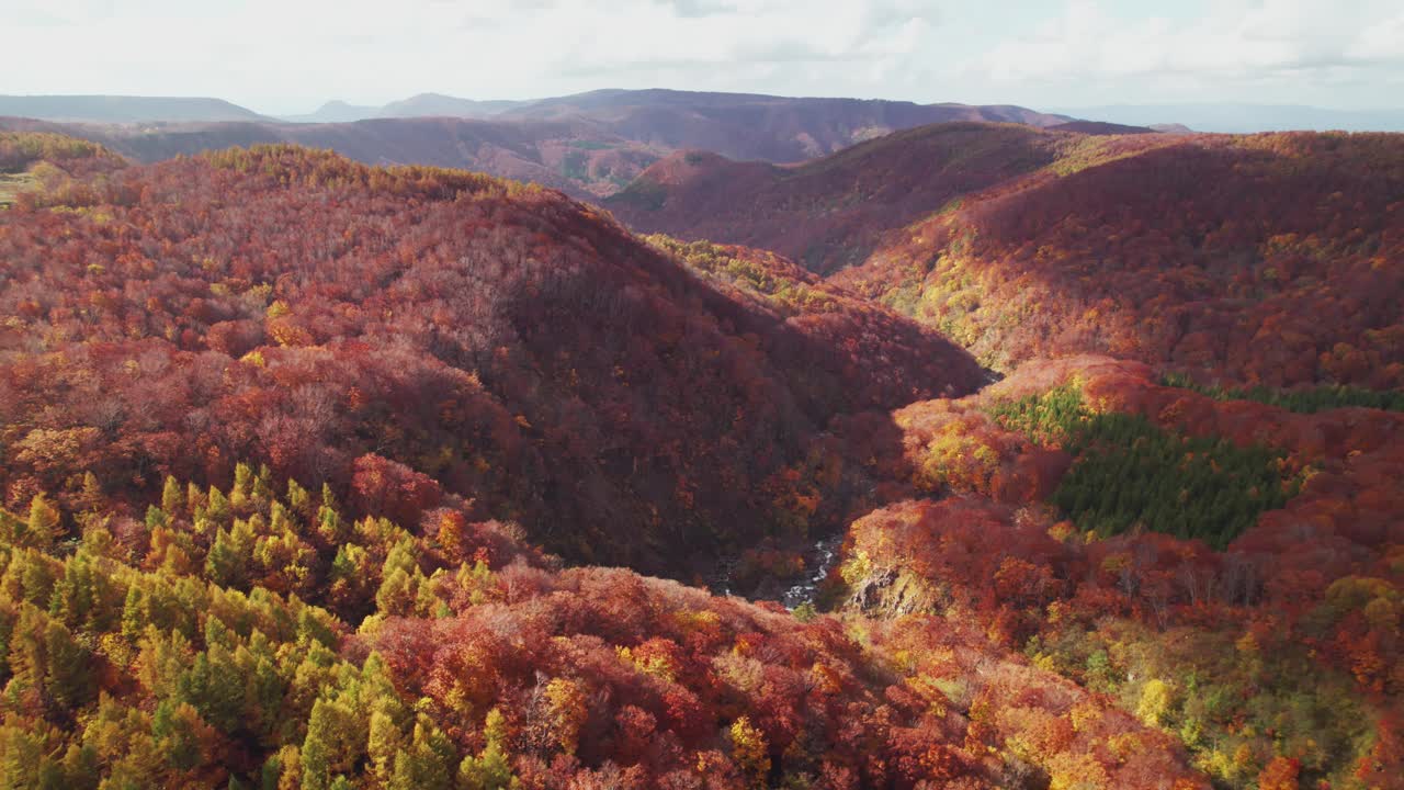 日本东北，秋日鸟瞰有小溪的山，五彩缤纷的红色和橙色树叶视频素材