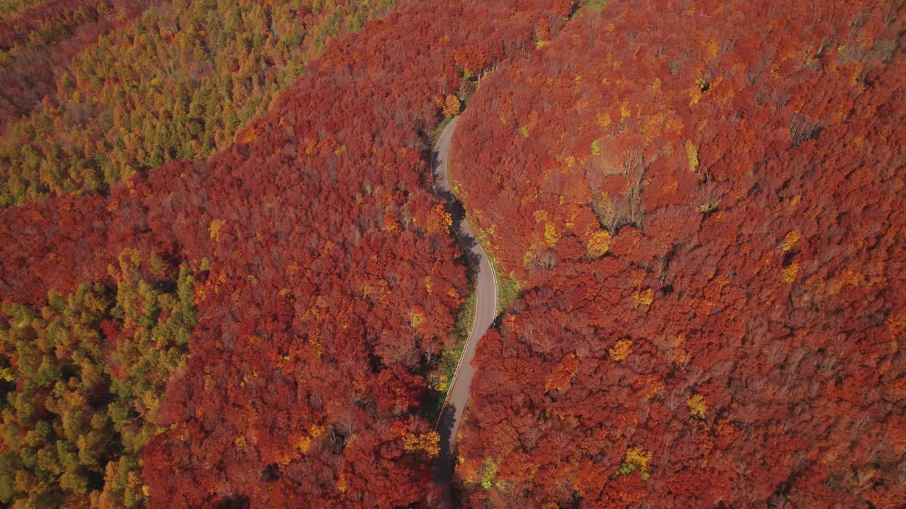 平移航拍:秋天，森林中蜿蜒的山口公路视频素材